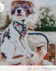 WOOF+WEEN - Adjustable Harness - SANTA PAWS