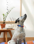 The Fritz Collar Baby Blue and Orange