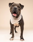The Paws - Biscuit Gingham Dog Bandana