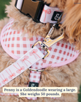Lucy & Co. - Take a Bow Collar: S