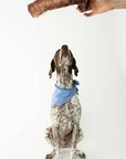 Winnie Lou - Bison Trachea Chews