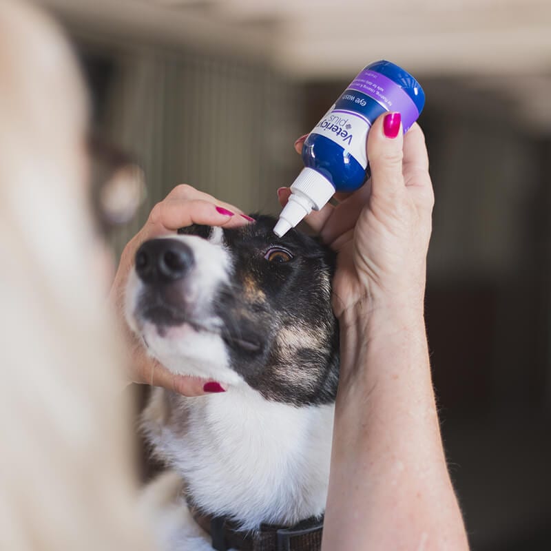 Vetericyn Plus Antimicrobial Eye Wash The Modern Dog Company Store