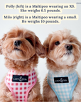 Lucy & Co. - Take a Bow Reversible Harness: L