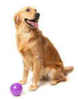FuzzYard Truth Tellin' Treat Ball Dog Chew Toy