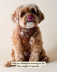Lucy & Co. - Chocolate Meadows Corduroy No-Pull Harness