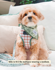 Lucy & Co. - Camp Out Leash: L