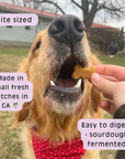 SourDog - The OG - Sweet Potato Sourdough Dog Treats