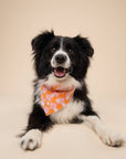 The Paws - Hula Dog Bandana