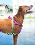 Zee.Dog SofterWalk Harness - H3D Jelly