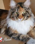 Fromm Gold Healthy Weight Chicken & Duck Pâté - Cat Food