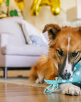 Play Pet Brands - Party Animal Yappy Party Hat
