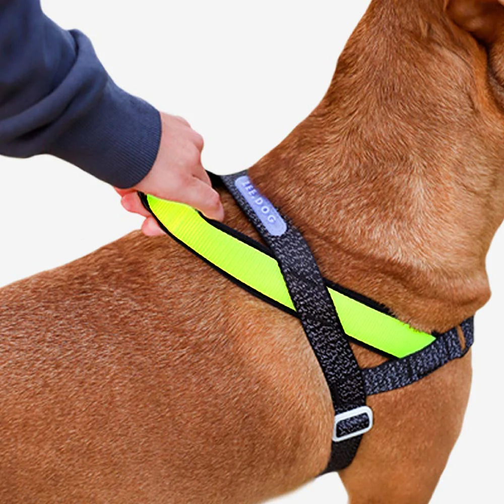 Zee.Dog SofterWalk Harness - Nox – The Modern Dog Company Store Zee.Dog SofterWalk Harness - Nox – The Modern Dog Company Store