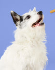 Project Hive Chew Sticks - Small