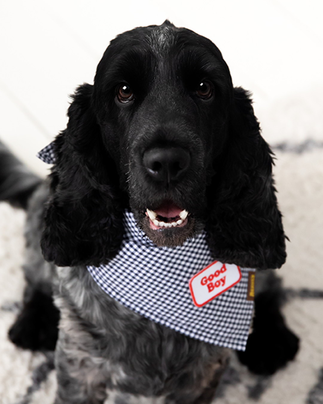 Scout's Honour - Good Boy iron-on patch for dogs