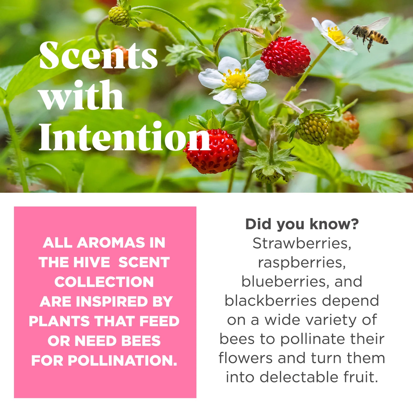 Project Hive Floating Stuff-able Hive - Wild Berry Scent
