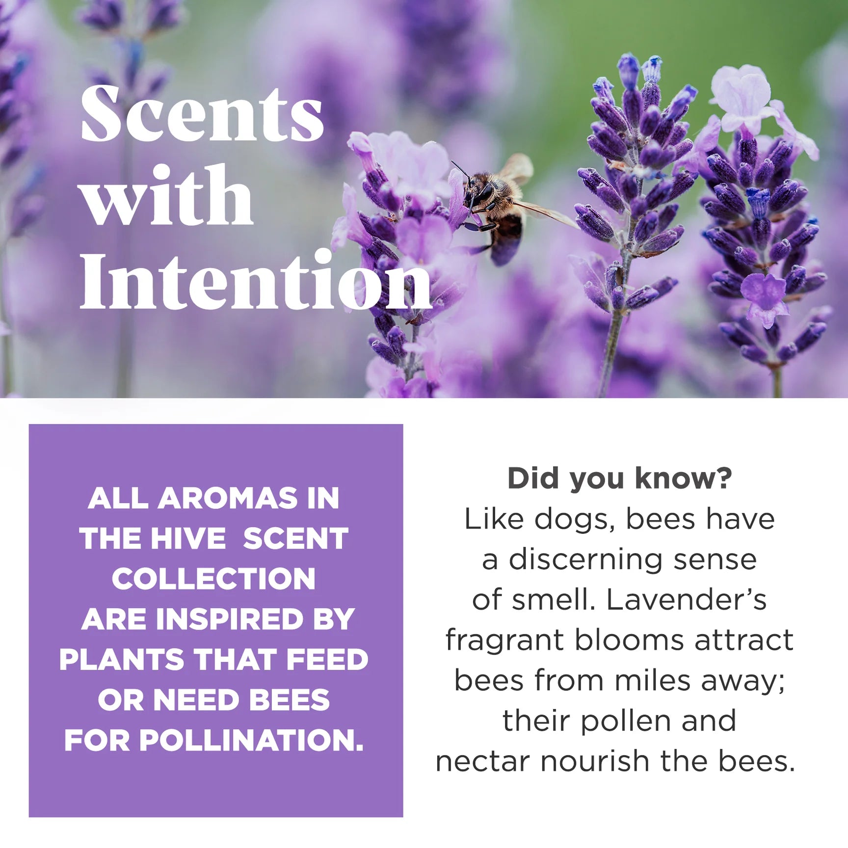 Project Hive Floating Stuff-able Hive - Lavender Scent