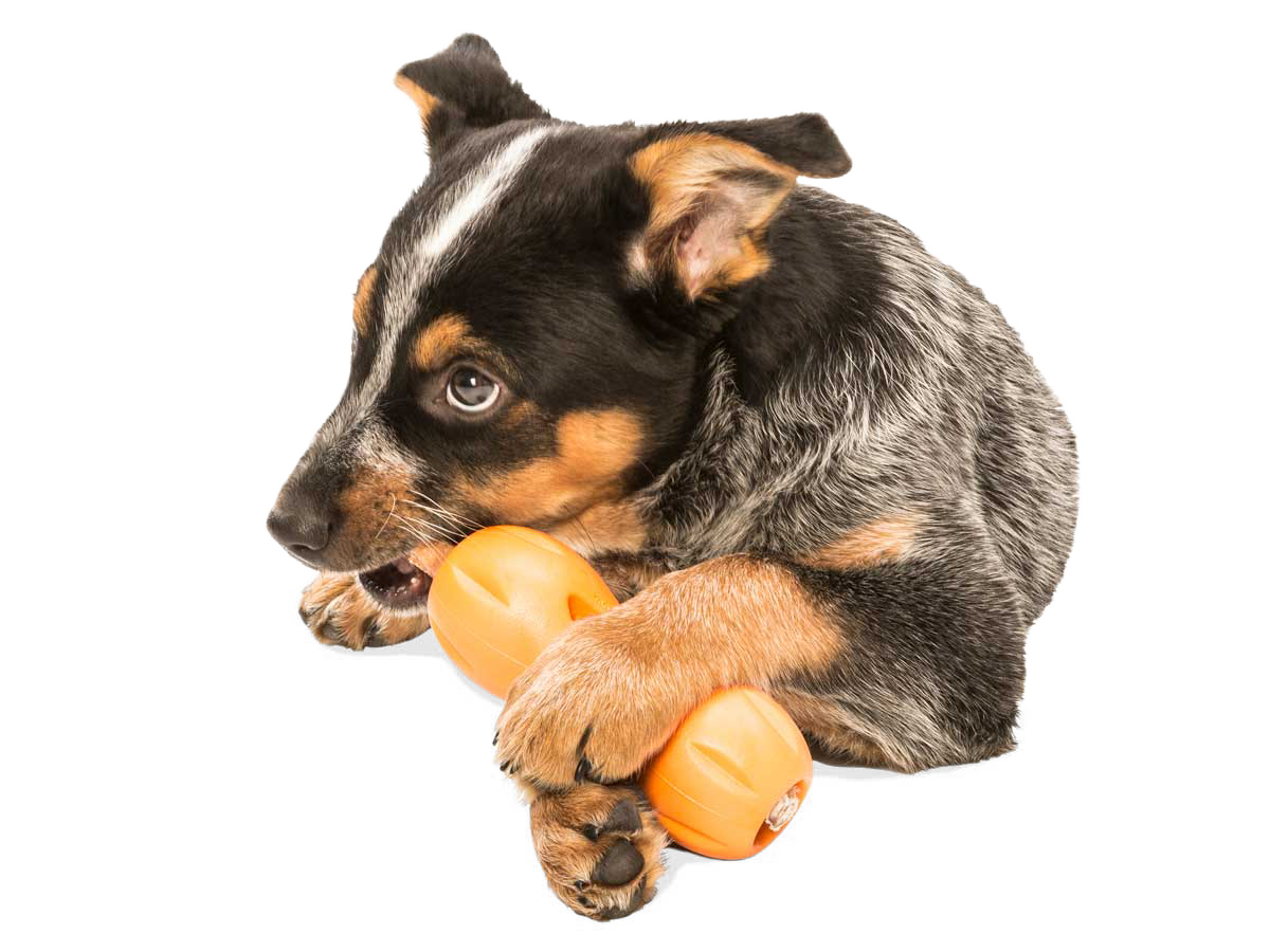 West Paw Qwizl® Toy