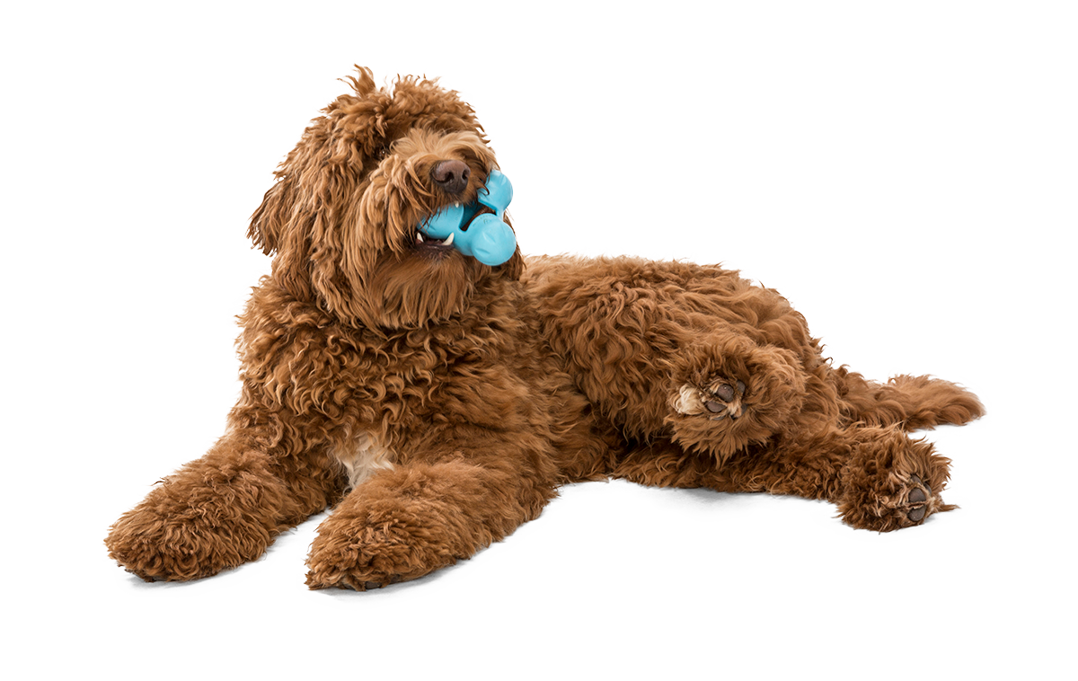 West Paw Tux® Toy