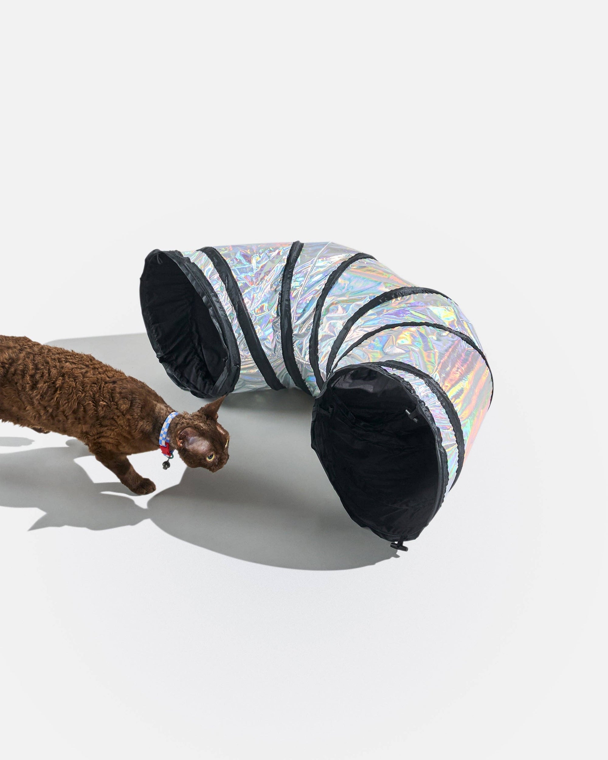 Wild One - Cat Tunnel: Lunar