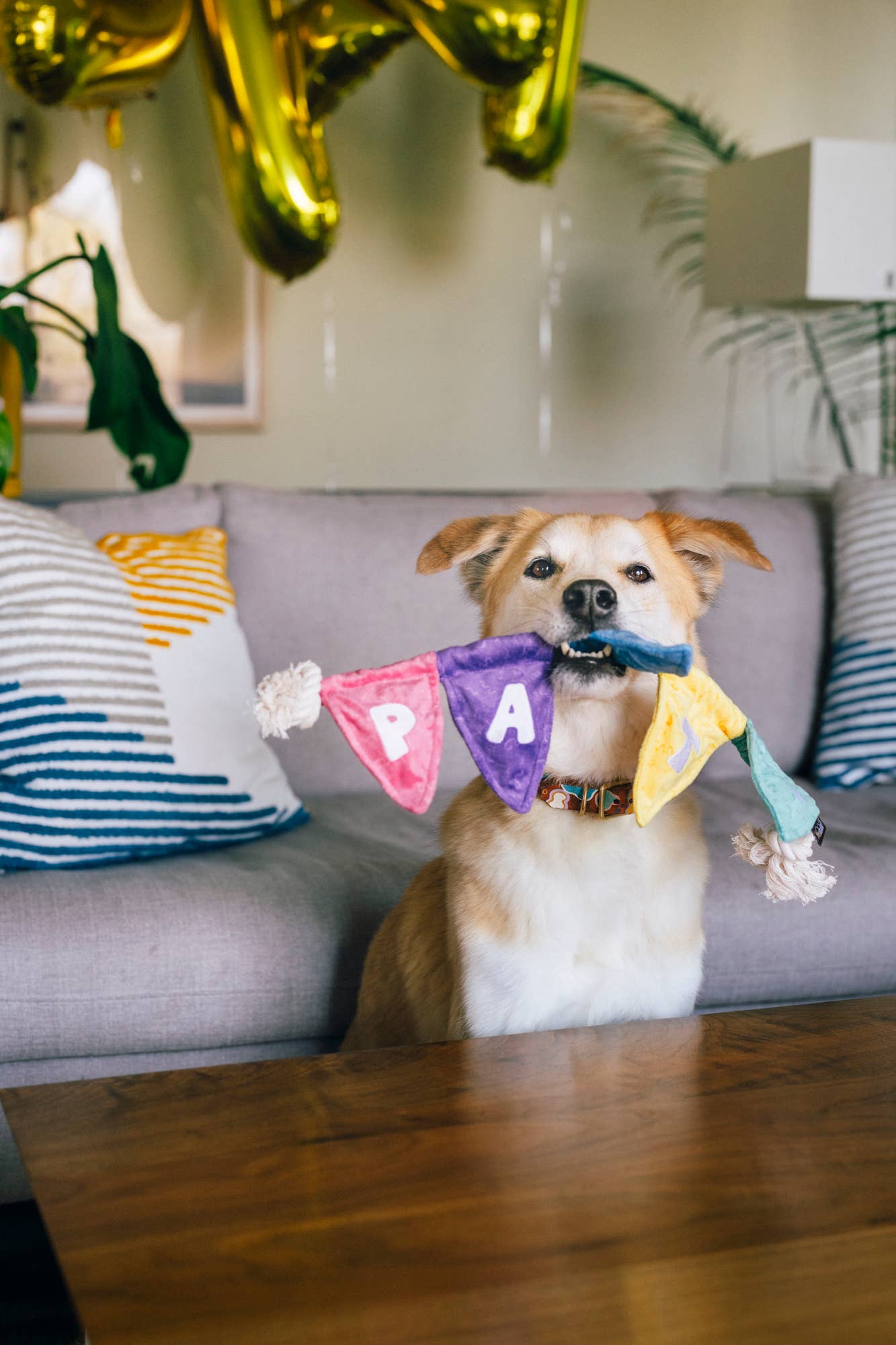 Play Pet Brands - Party Animal Collection 15pc set -FREE Merchandising Display