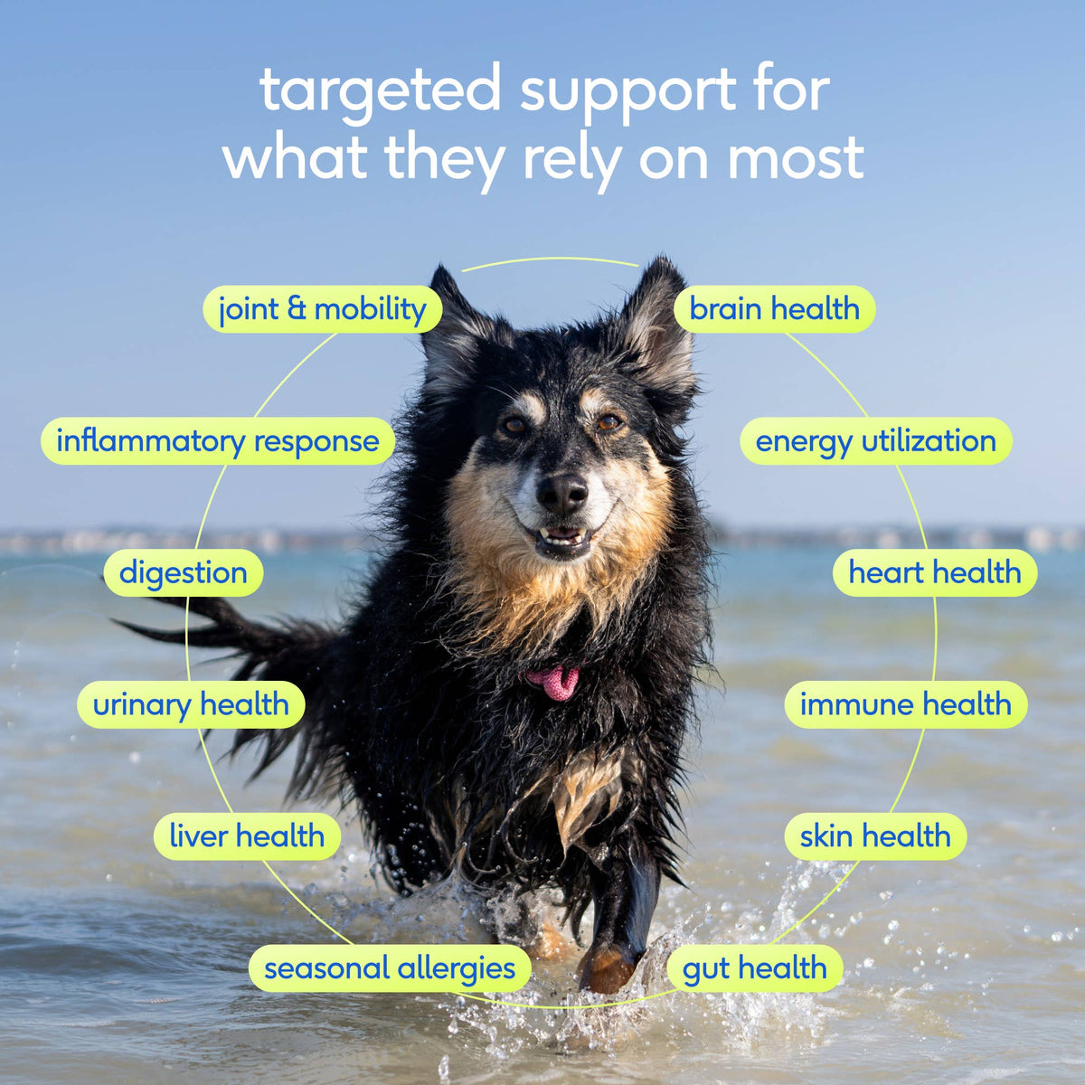 Native Pet - Senior Daily 12-in-1 Multivitamin Powder Supplement for Dogs: 30 scoops
