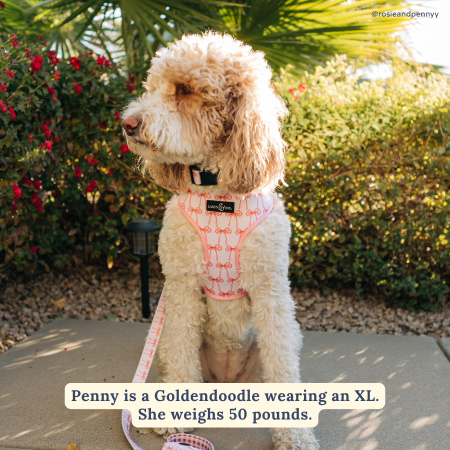 Lucy &amp; Co. - Take a Bow Reversible Harness: L
