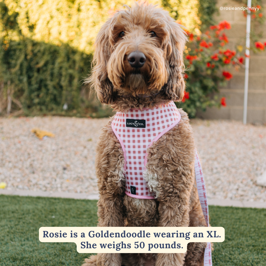 Lucy &amp; Co. - Take a Bow Reversible Harness: L