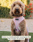 Lucy & Co. - Take a Bow Reversible Harness: L