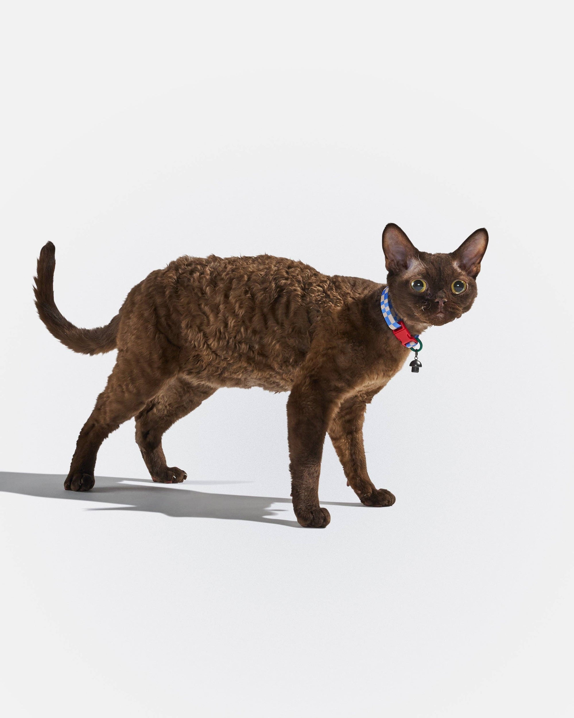 Wild One - Breakaway Cat Collar: S / M • Cat / Bubblegum