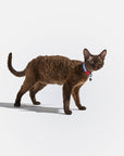 Wild One - Breakaway Cat Collar: S / M • Cat / Bubblegum