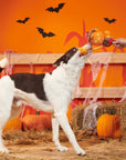 BARK Jack-Crow-Lantern Plush Dog Toy
