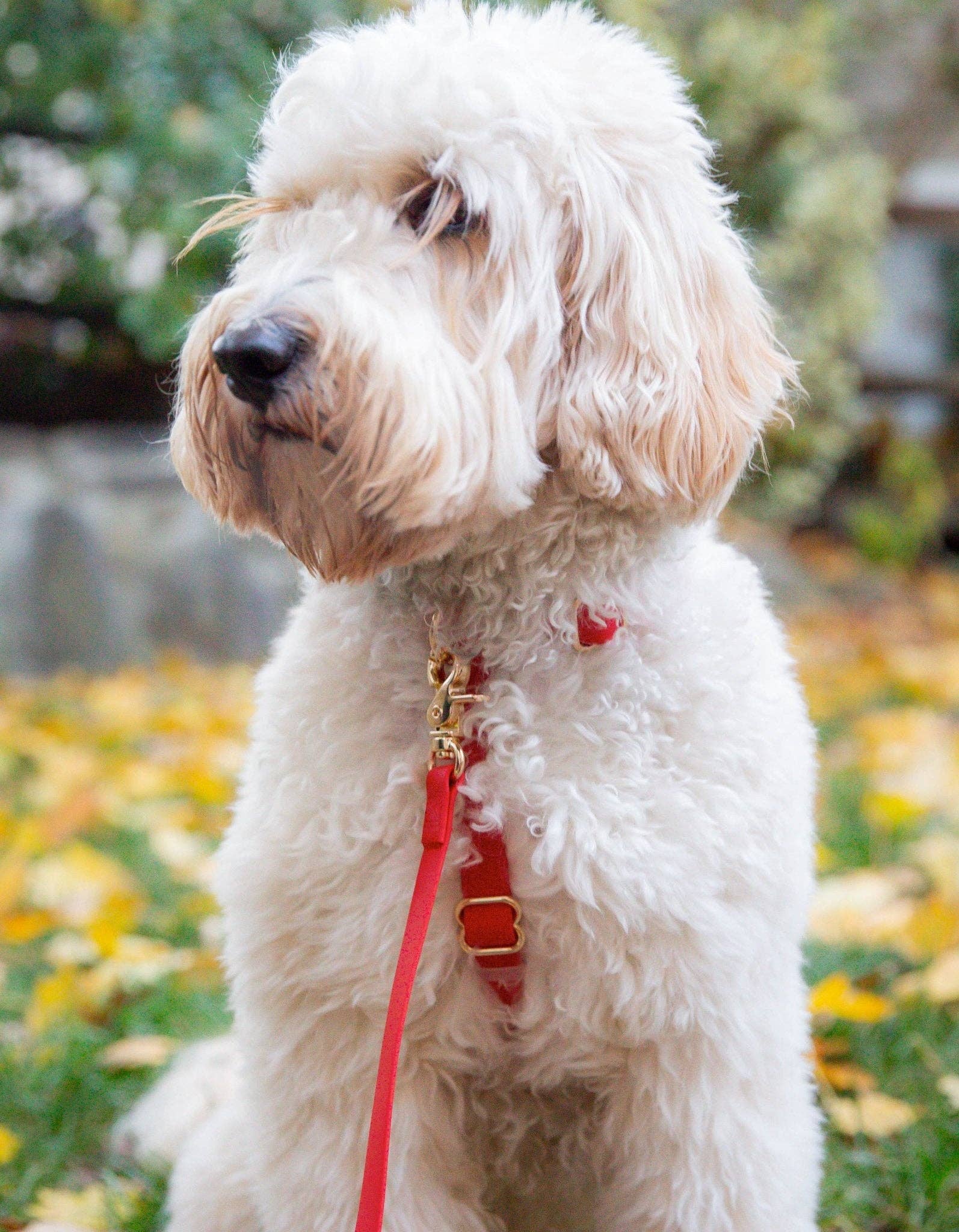 SUNNY TAILS - Cherry Red Waterproof Cloud Dog Leash: 5 FT