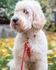 SUNNY TAILS - Cherry Red Waterproof Cloud Dog Leash: 5 FT