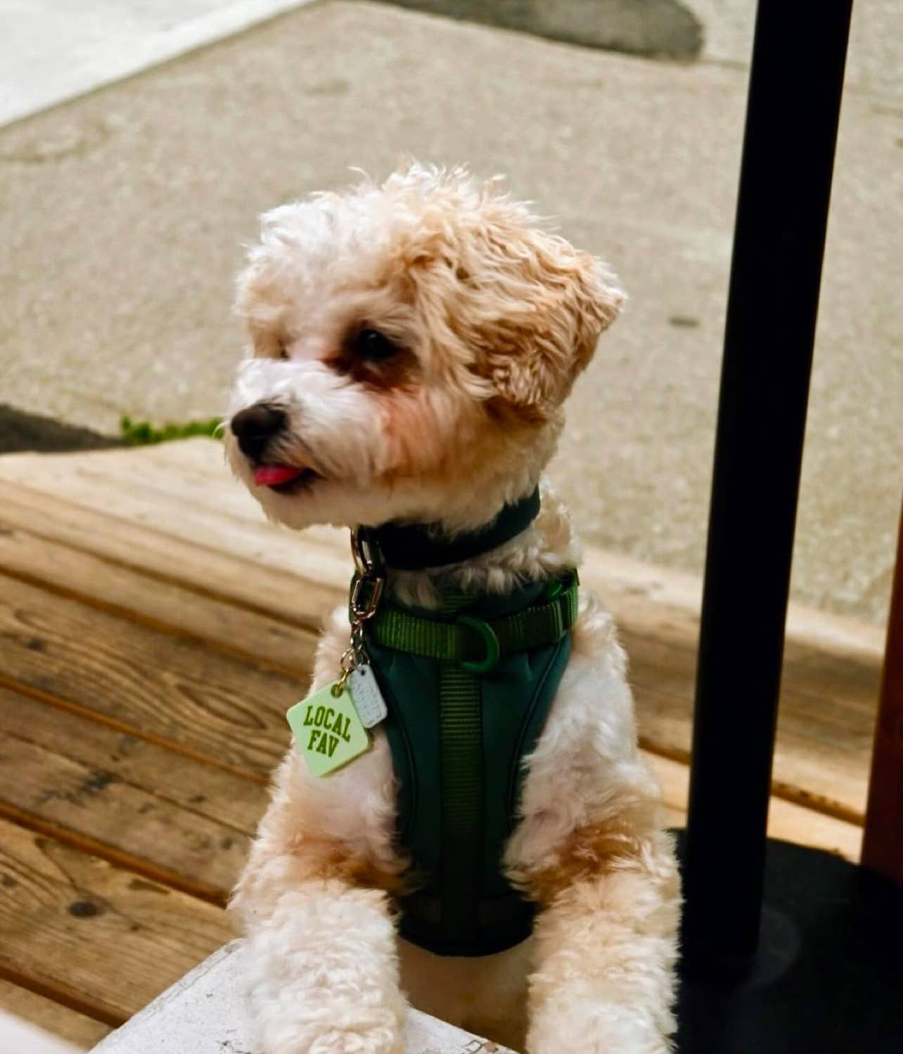 Freshwater Curated Goods™ - Local Fav Pet Tag