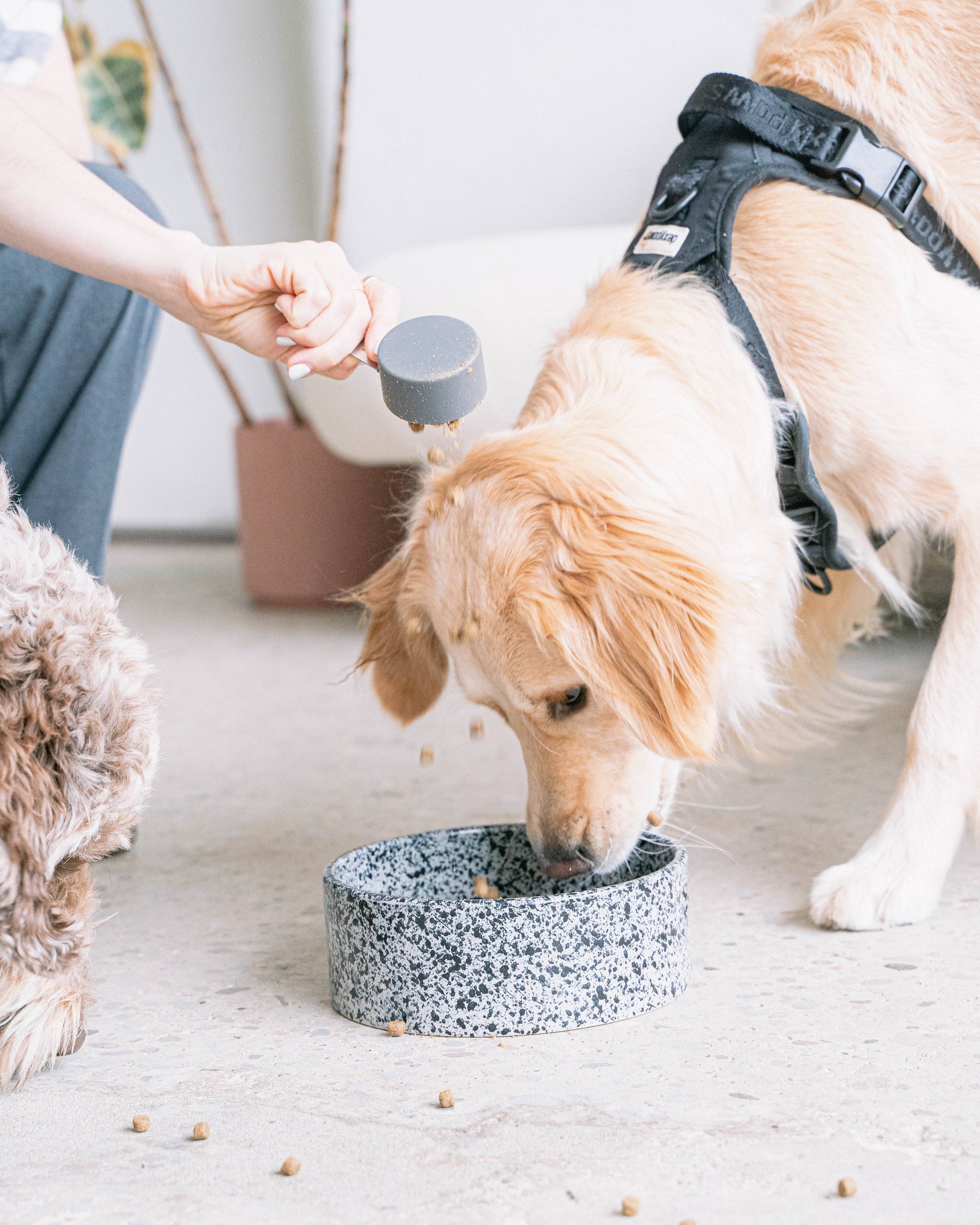 dexypaws - Salt &amp; Pepper Ceramic Dog Bowl: 8 Inches
