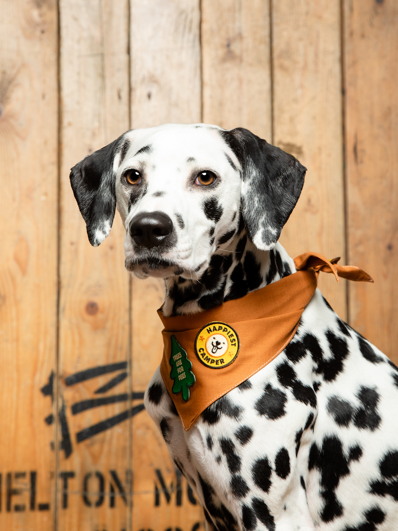 Scout's Honour Pty Ltd - Happiest Camper iron-on patch for dogs and cats