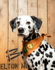 Scout's Honour Pty Ltd - Happiest Camper iron-on patch for dogs and cats