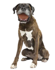 BARK Chompionship Football Super Chewer Dog Toy