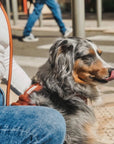 Furlou - 'Clay' - Sherpa Dog Harness