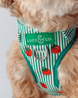 Lucy & Co. - Tomato, Tomahto Embroidered No-Pull Harness