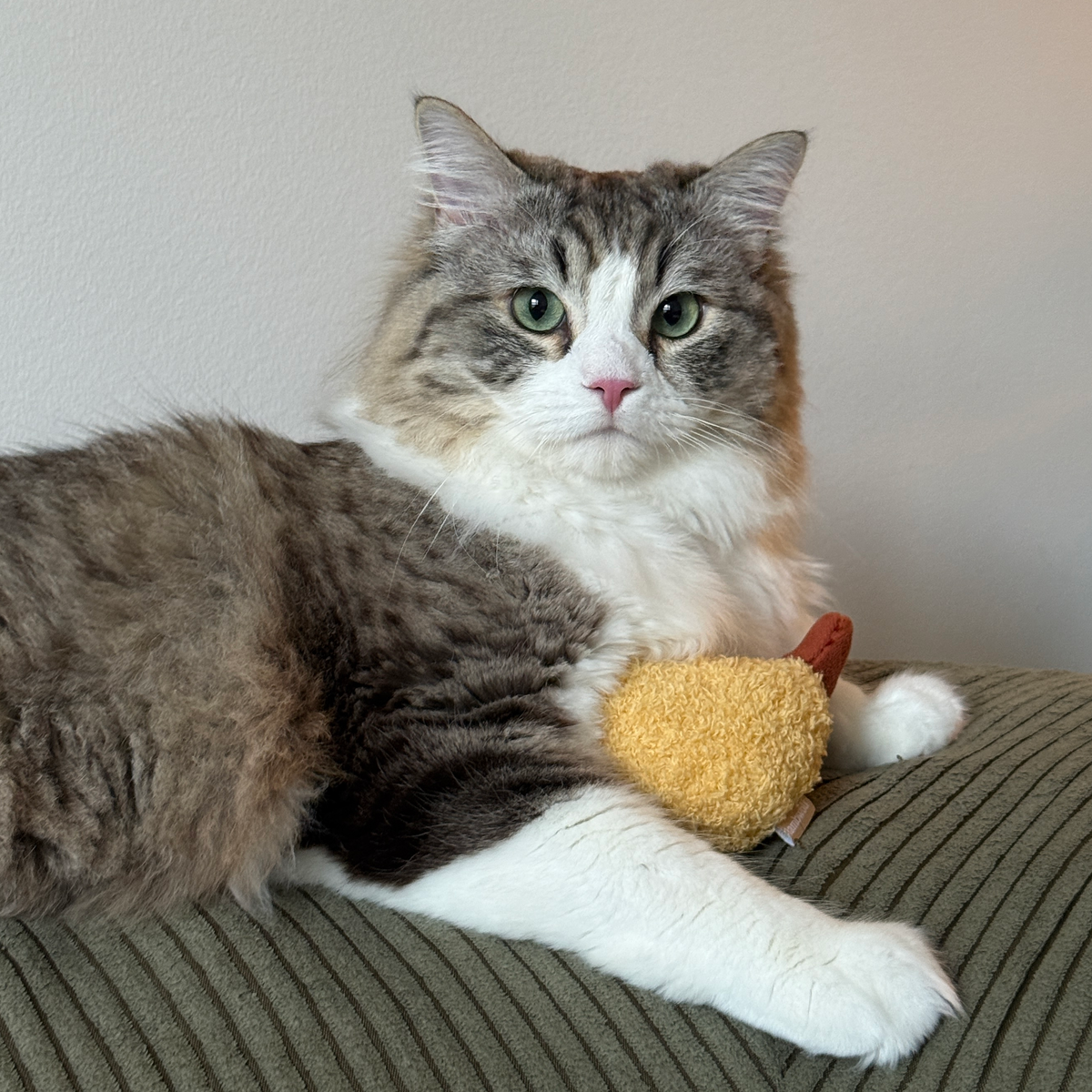 Lambwolf Collective - KITTY TEMPURA: Default Title