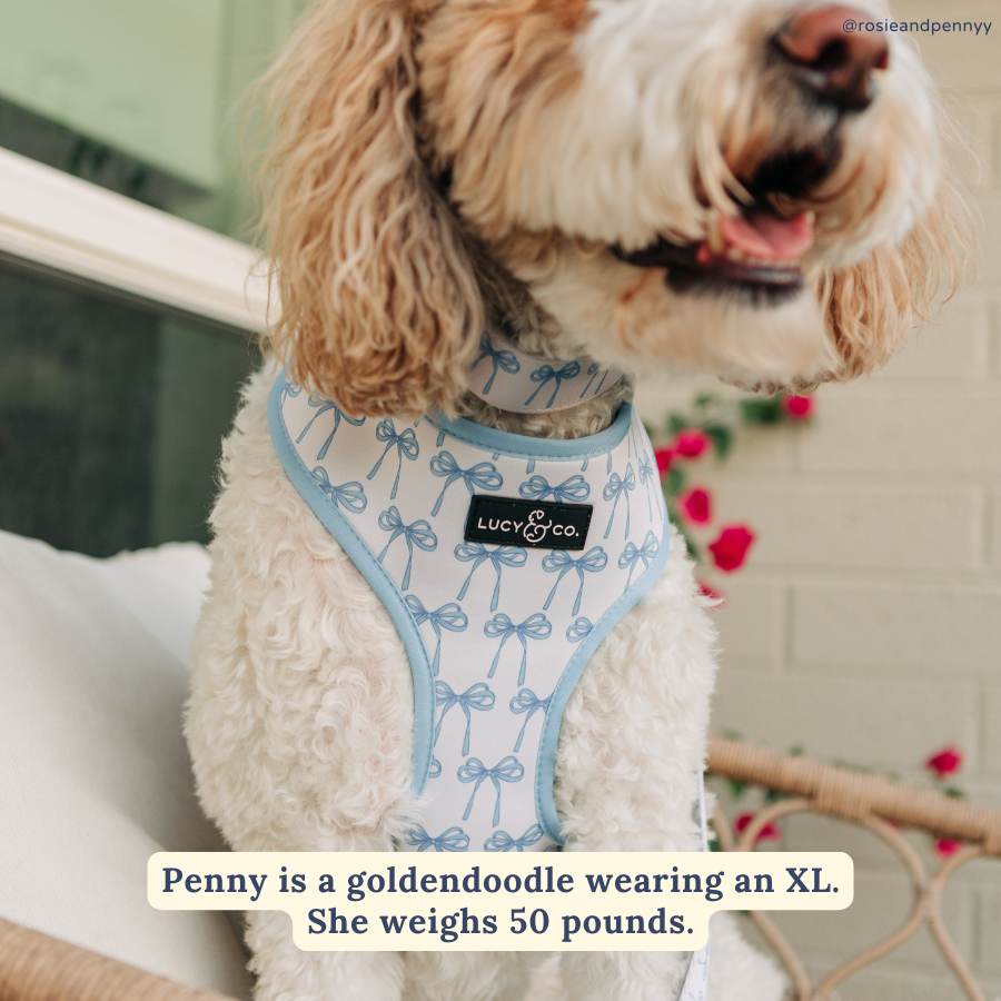 Lucy &amp; Co. - Bowwow Wow! Reversible Harness: L