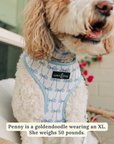 Lucy & Co. - Bowwow Wow! Reversible Harness: L