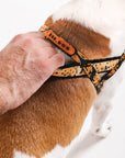 Zee.Dog - Bossa Banana | SofterWalk Harness: Large