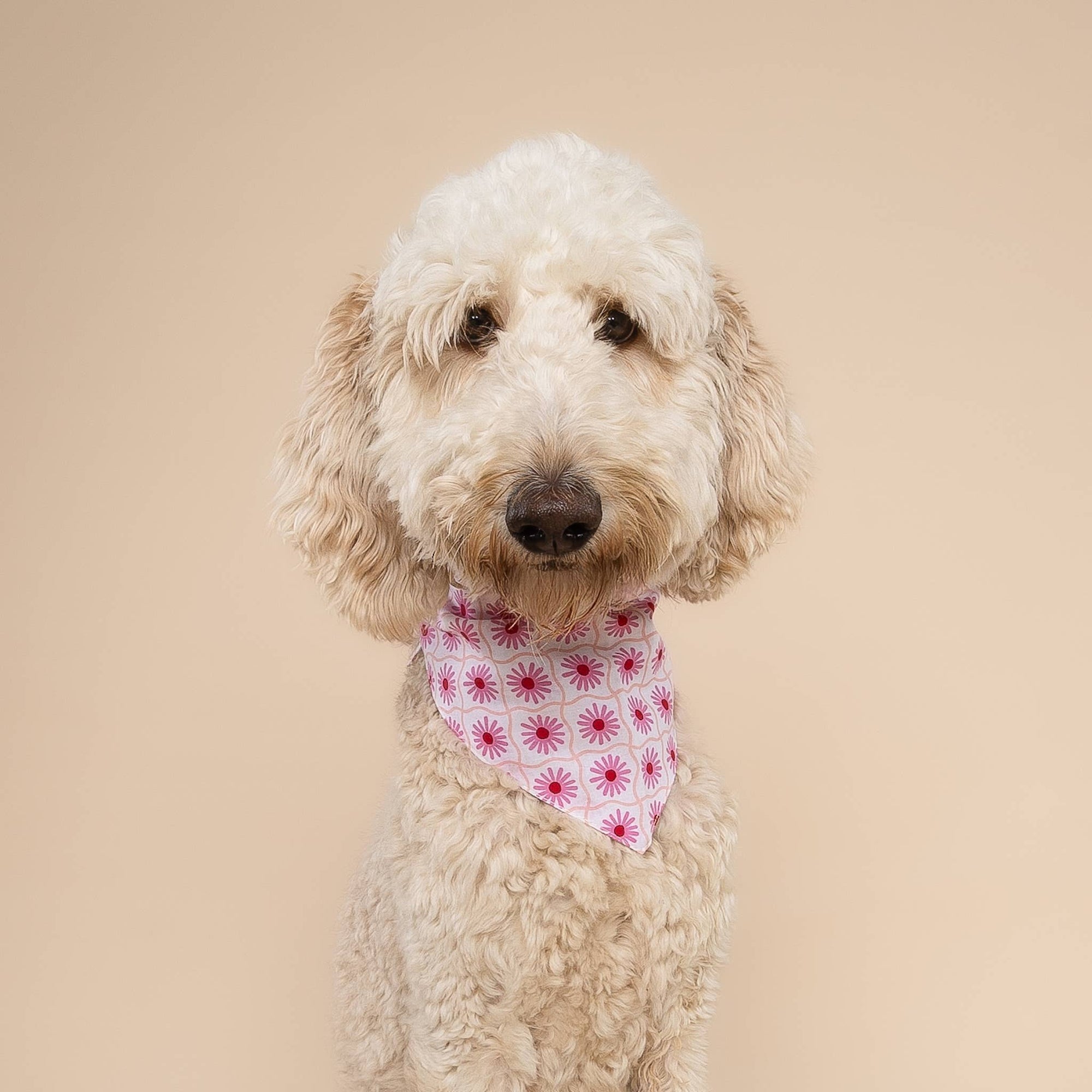 The Paws - Poppy Dog Bandana
