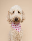 The Paws - Poppy Dog Bandana