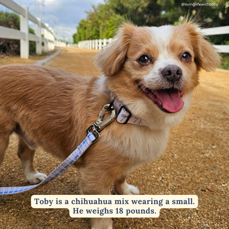 Lucy &amp; Co. - Bowwow Wow! Leash: L