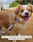 Lucy & Co. - Bowwow Wow! Leash: L