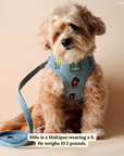 Lucy & Co. - Lucy & Co. x Parks Project Adventures with Friends Reversible Harness