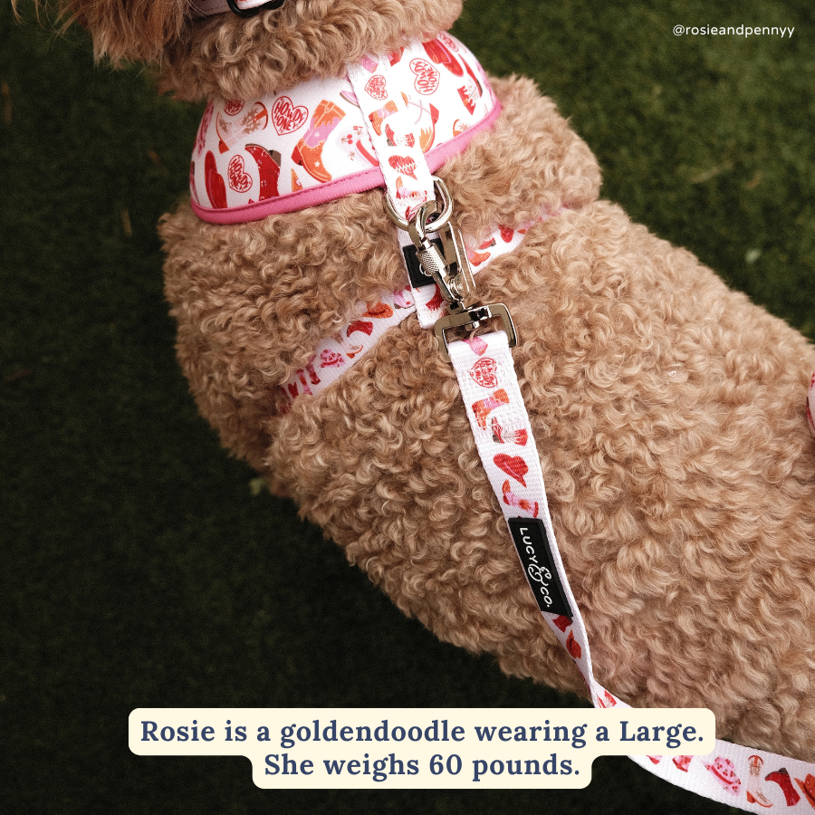 Lucy &amp; Co. - Howdy, Honey Leash: L